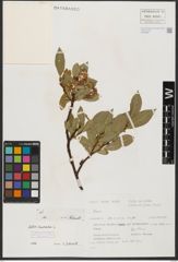 Foto von Salix hastata L.